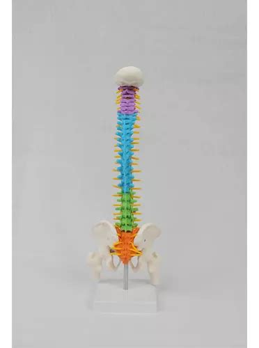 Modelo De Columna Vertebral Humana Flexible De Cm En Venta En Canton