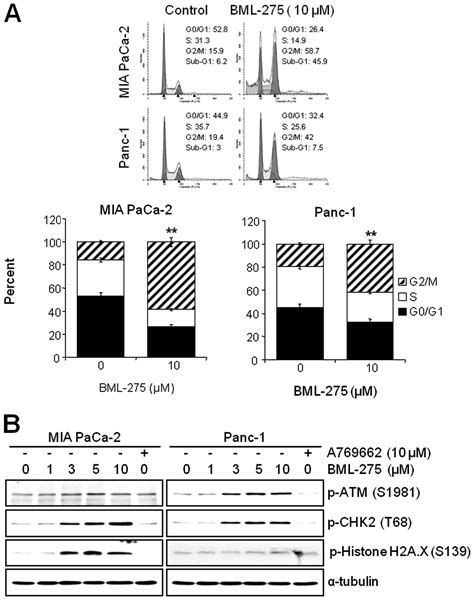 Bml An Ampk Inhibitor Induces Dna Damage G M Arrest And