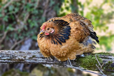 6 Easy Ways to Get Rid of Chicken Lice in Your Coop for Good