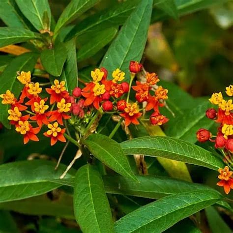 Mexican Butterfly Weed Care And Planting Guide Asclepias Curassavica