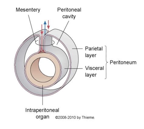 Peritoneal Relations Flashcards | Quizlet