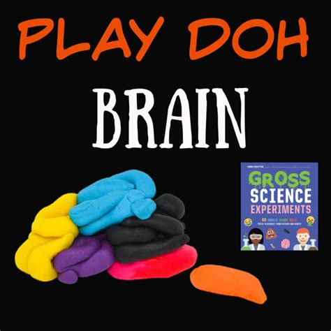 How to make a Brain Model - Human Body Science for Kids