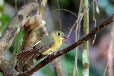 Foto Assanhadinho Myiobius Barbatus Por Marcos Mourao Wiki Aves A