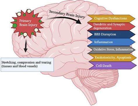 Full Article Melatonin As A Potential Regulator Of Oxidative Stress