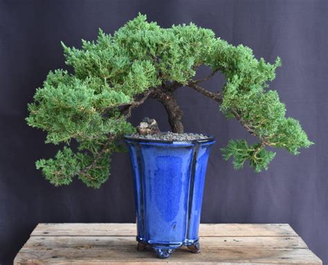 Juniper Bonsai Tree Double Cascade Style Juniper Procumbens Nana