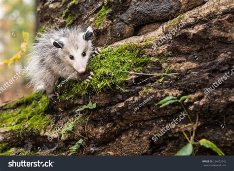 420 Didelphis virginiana Images, Stock Photos & Vectors | Shutterstock