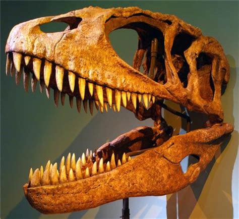 CARCHARODONTOSAURUS SKULL GLOSSY Poster Picture Photo - Etsy