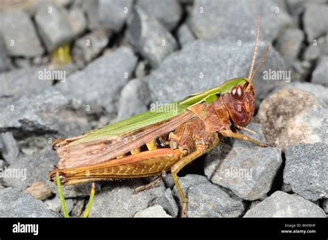 Female Common Green Grasshopper Omocestus Viridulus Purple Form Basking On Rocks Powys