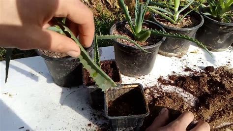 How To Grow Aloe Vera From Single Leaf At Home 100 Root Youtube