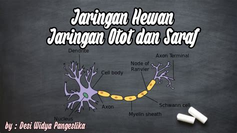 Jaringan Otot Dan Saraf Jaringan Hewan YouTube