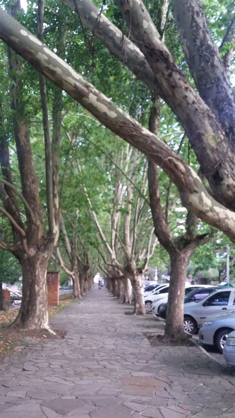 Cenas Perdidas Do Rio Grande Do Sul E Outros Parque Dos Macaquinhos