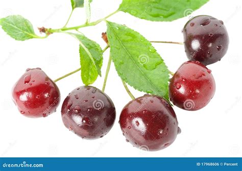 Ripe Cherries With Leaves Stock Photo Image Of Snack 17968606