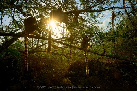 Ring-tailed Lemurs | Madagascar by Petr Bambousek / 500px