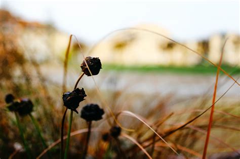 Nature En Plein Air Flore Photo Gratuite Sur Pixabay Pixabay