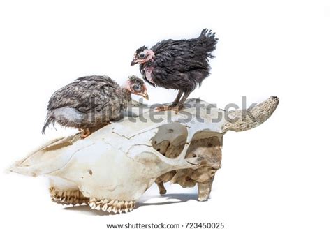 Naked Chicken Sits On Skull Cow Stock Photo 723450025 Shutterstock