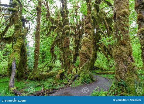 Plantas Enormes Verdes De La Selva Tropical Templada En El Parque