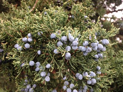 Planta Do Juniperus Zimbro Sementes Imagem De Stock Imagem De