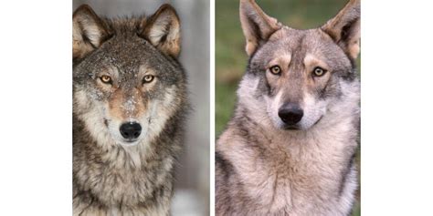 Animaux Loup Comment Réussir à Le Reconnaître