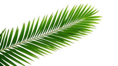 coconut tree leaf pngs