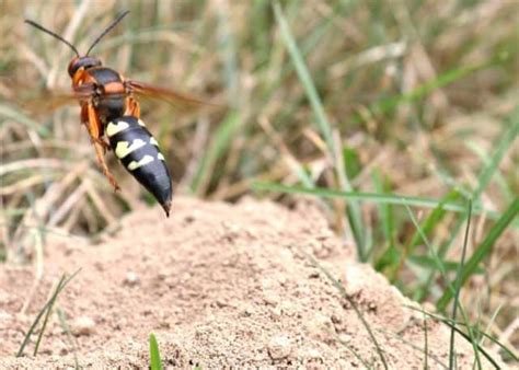 Ground Hornets Cicada Killer Wasps 15 Things To Know Get Rid Of Them The Buginator