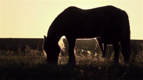 Horses at Sunset 1275969 Stock Video at Vecteezy