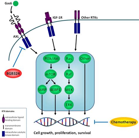 Hypothesized Interplay Of Axl Gas And Bgb Within The Es Cell