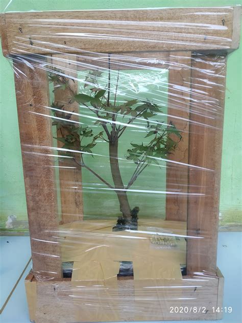 Ready Stock Pohon Maple Jepang atau Japanese Red Maple Bahan Bonsai