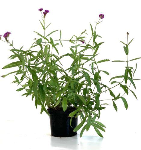 Verbena Rigida Pot 2 Liter Tuincentrum Turnhout