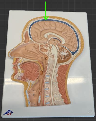 Human Sagittal Head Model Flashcards Quizlet