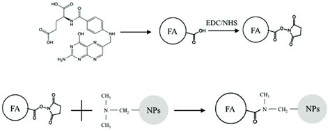 Schematic Of The Coupling Reaction Between Folic Acid Fa And Download Scientific Diagram