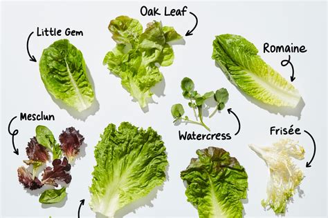 Understanding Cosmopolitan Lettuce Varieties Greenthumbsguide