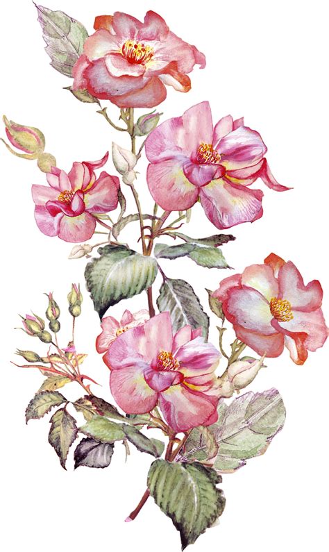 Pin By Alexander Jos On Flores Bunch Of Flowers Drawing Botanical