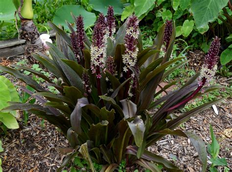 Eucomis Sparkling Burgundy – Brian's Botanicals