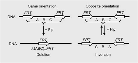 Figure 2 From Applications Of The Saccharomyces Cerevisiae Flp FRT