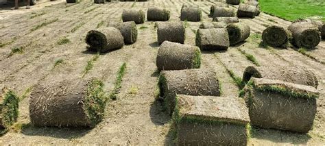 Nilgiri Grass Natural Carpet At Rs 9 Sq Ft Natural Grass In New Delhi