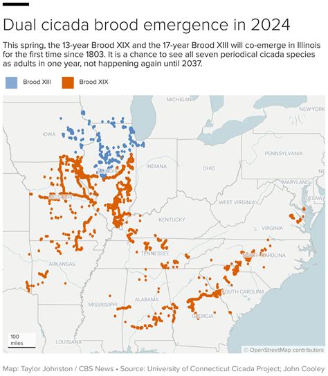 Periodical Cicadas Will Emerge In 2024 Here’s What You Need To Know About These Buzzing Bugs