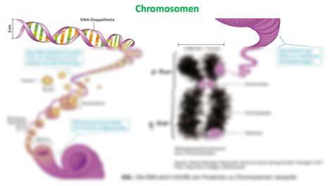 SOLUTION Biologie Abitur Genetik Und Gentechnik Grundlagen Chromosomen