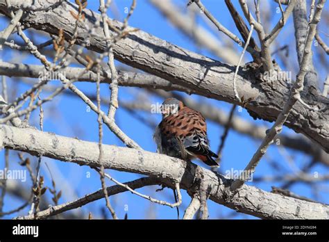 American Kestrel Falco Sparverius With A Mouse Bosque Del Apache New