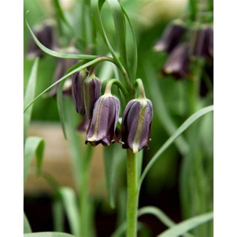 Fritillaria Elwesii Bulb Peter Nyssen Buy Flower Bulbs And Plants