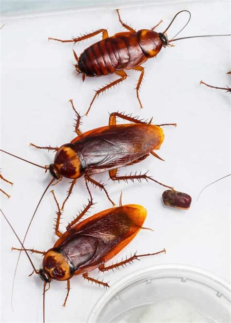 Cockroach Eggs: Homeowner Guide (16 Things: Size, Appearance, Hatch) 🪰 ...