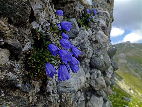 Campanula Cochlearifolia Campanulaceae Image 54880 At PhytoImages Siu Edu