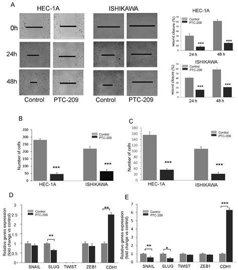 Glucose And Cell Context Dependent Impact Of Bmi 1 Inhibitor Ptc 209 On