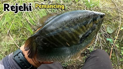 TERBUKTI Umpanku Jadi Rebutan Ikan Sepat Siam Mancing Sepat Siam