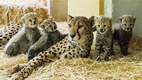 Madhya Pradesh One More African Cheetah Tejas Dies In Kuno National Park India Tv