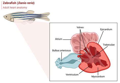 Zebrafish adult heart anatomy | BioRender Science Templates