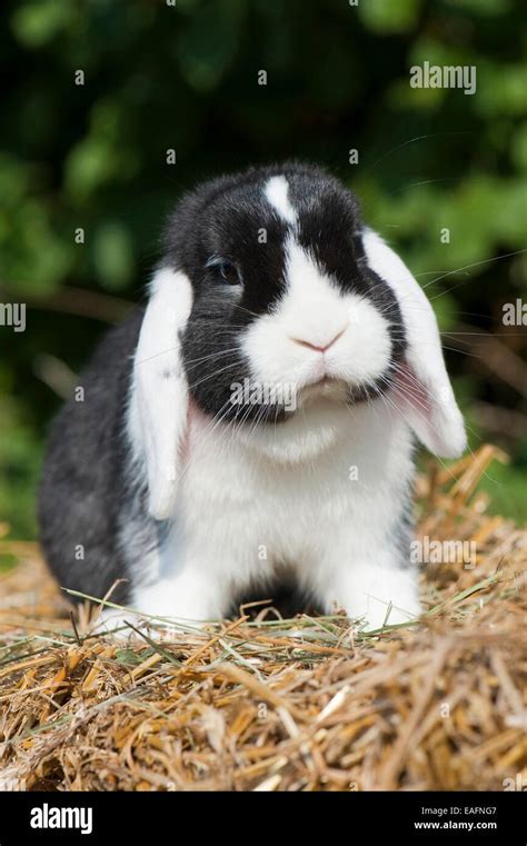 Mini Lop rabbit Black white rabbit straw Germany Stock Photo - Alamy