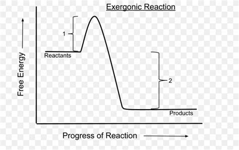 Exergonic Reaction Graph