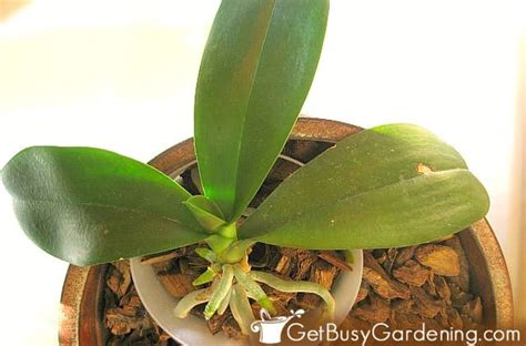 How To Care For An Orchid Plant - Get Busy Gardening