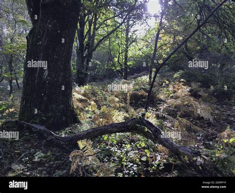 Forest Of Hinojosa De San Vicente Toledo El Pielago Stock Photo Alamy