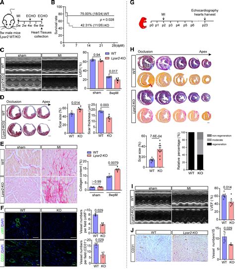 Lpa Contributes To Vascular Endothelium Homeostasis And Cardiac